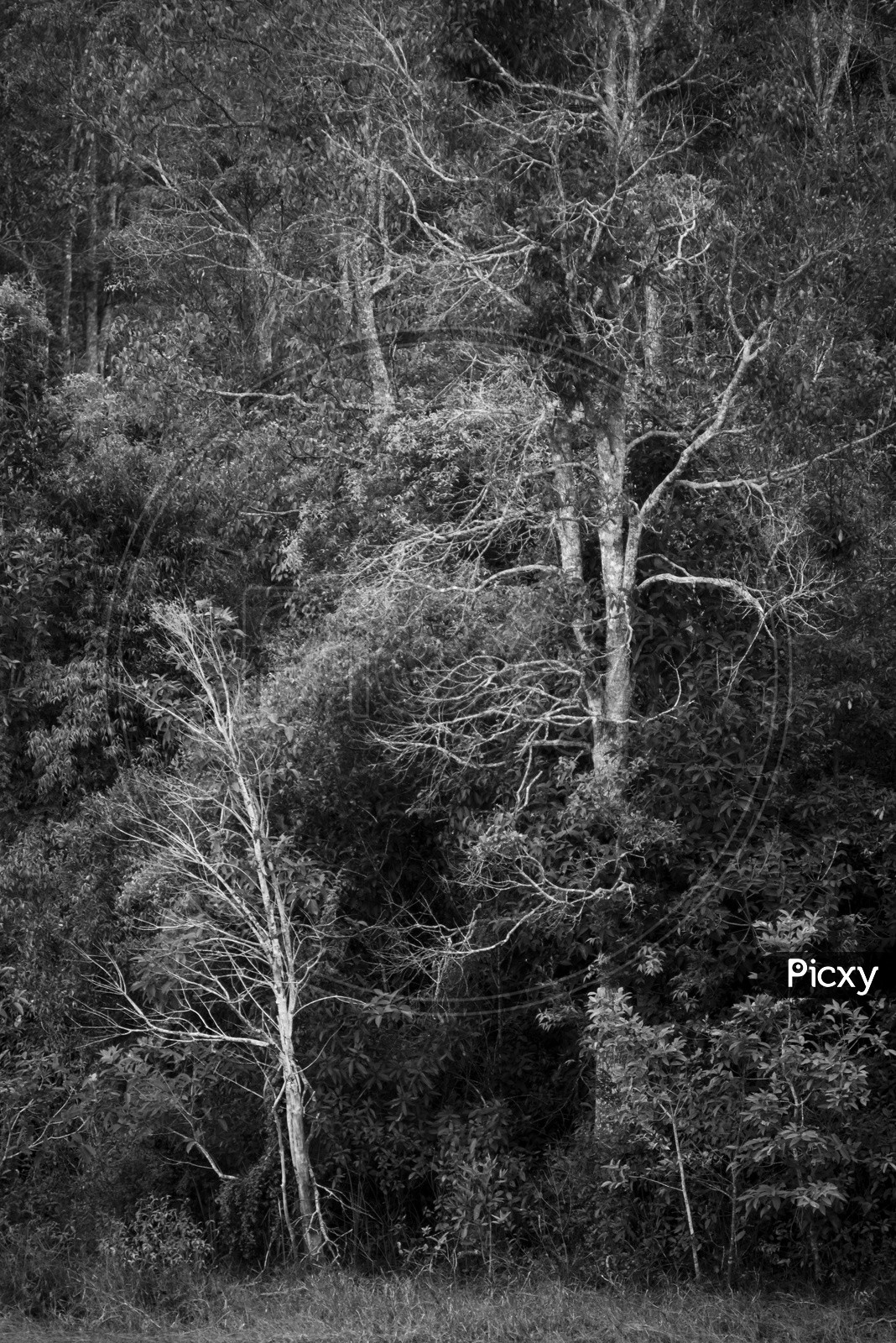 Dense Trees Filled Background Of Tropical Forests In Khao Yai National Park , Thailand