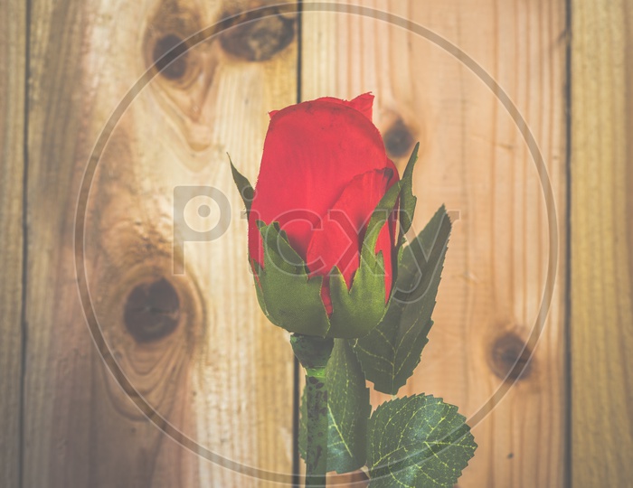 Red Rose Flower Over Wooden background , template For Valentines Day
