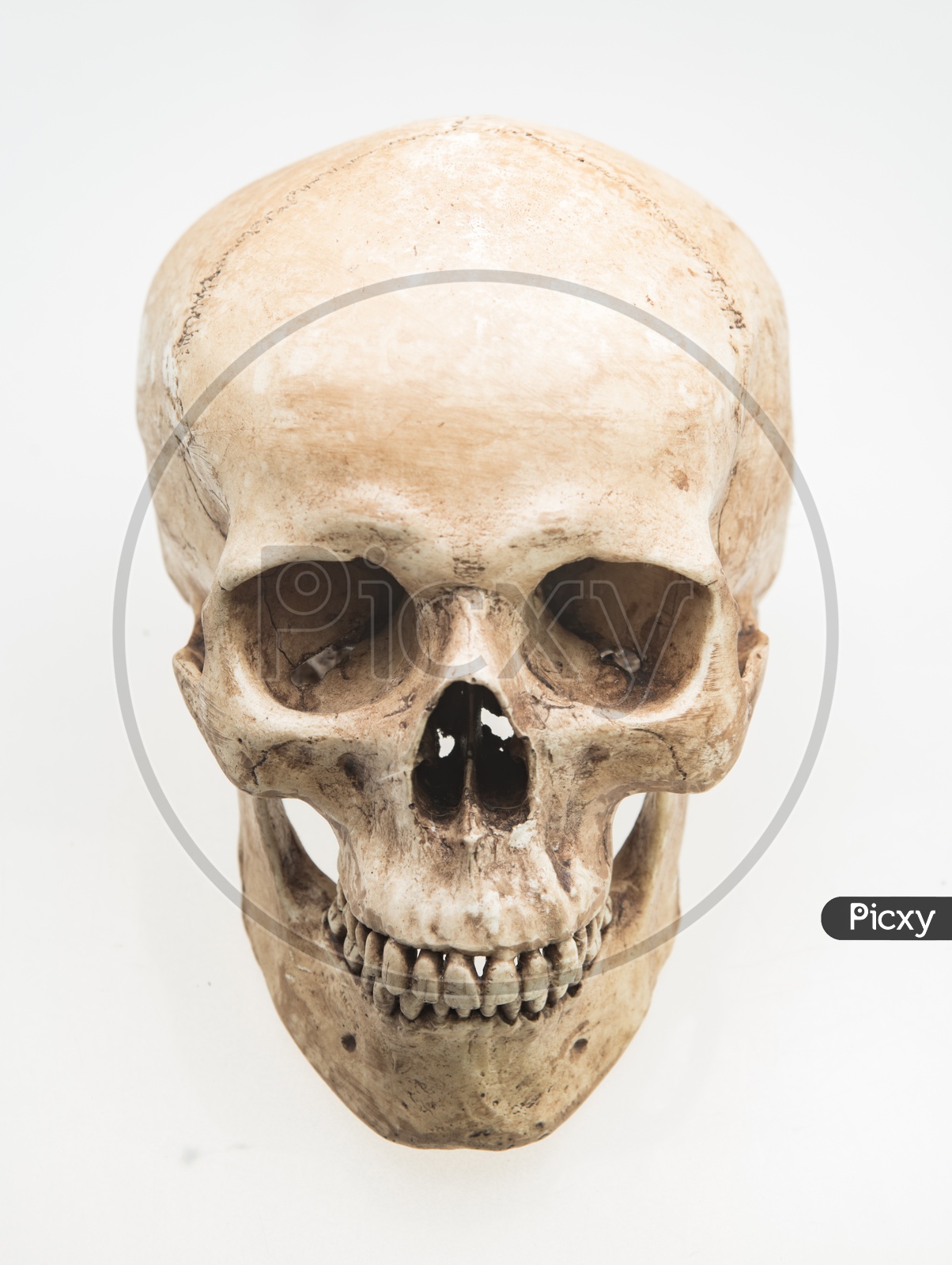 Front view of model of human skull, isolated on white