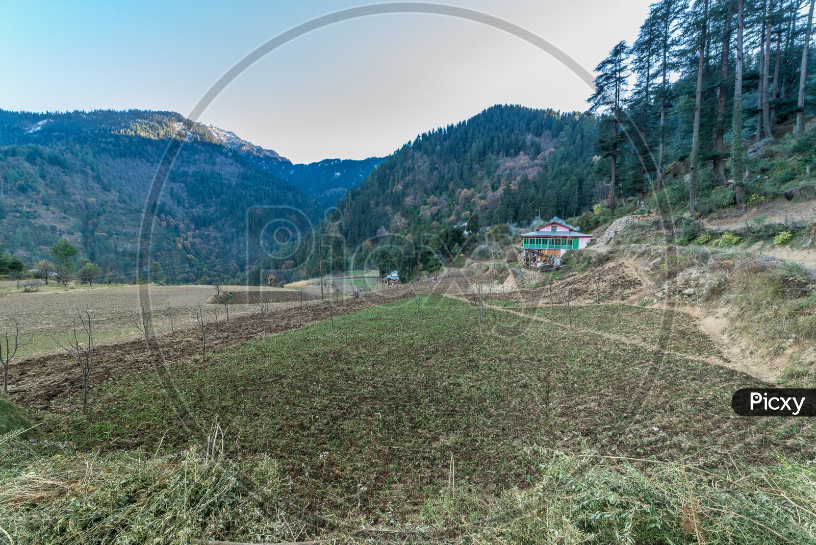 A view of an empty field surrounded by deodar trees in Manali