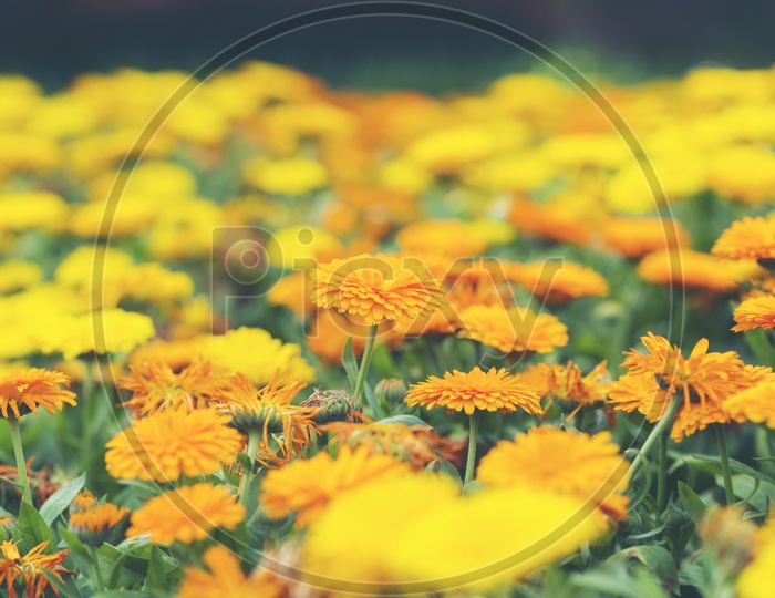 Tropical Flower Garden With Fresh Blooming Marigold  Flowers And With Selective Focus