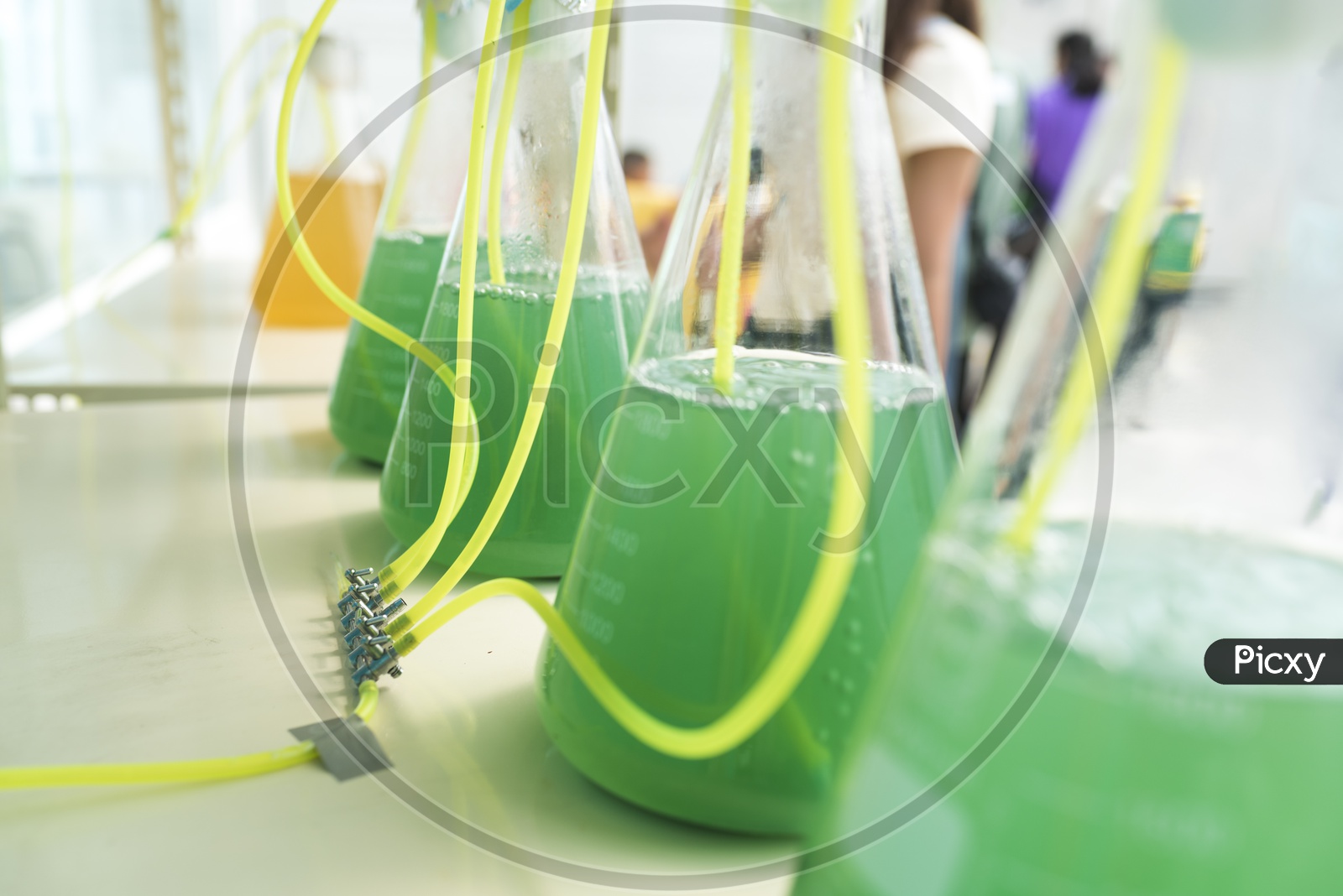 image-of-algae-solution-in-volumetric-analysis-in-the-laboratory