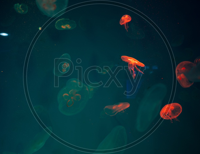 Glowing Jellyfish in the aquarium in Thailand
