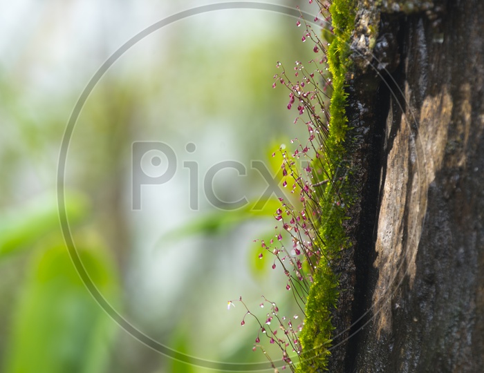Close up of dew drops on a tree trunk in tropical forest