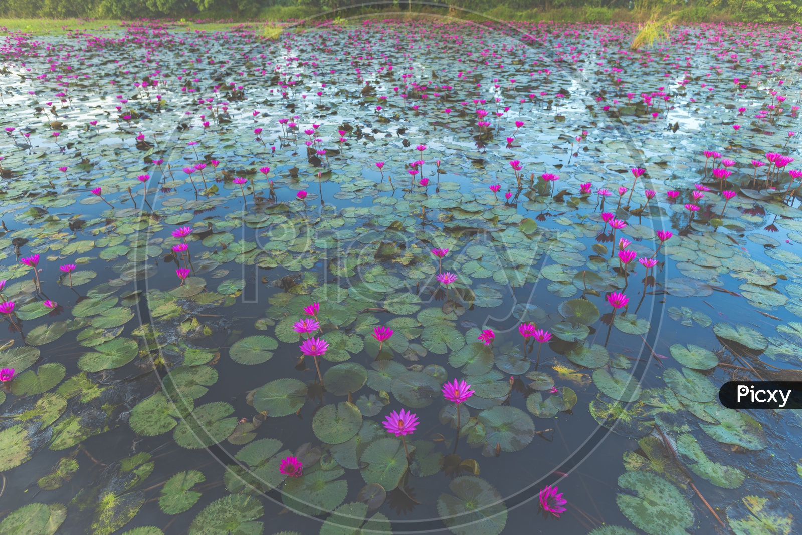Wide view of lotus pond - vintage filter