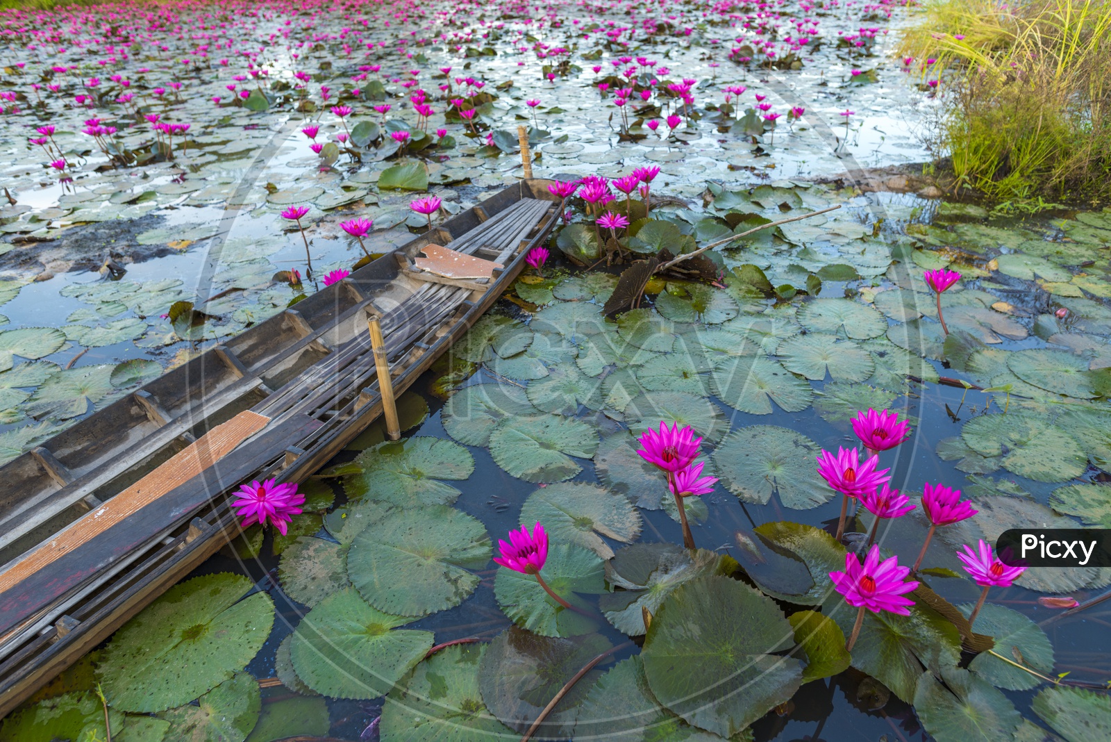 Tropical lake with pink lotus flowers in the pond, vintage filter image