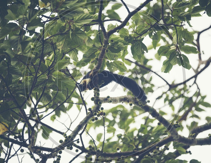 giant black squirrel on tree in Khao Yai National Park , vintage filter image