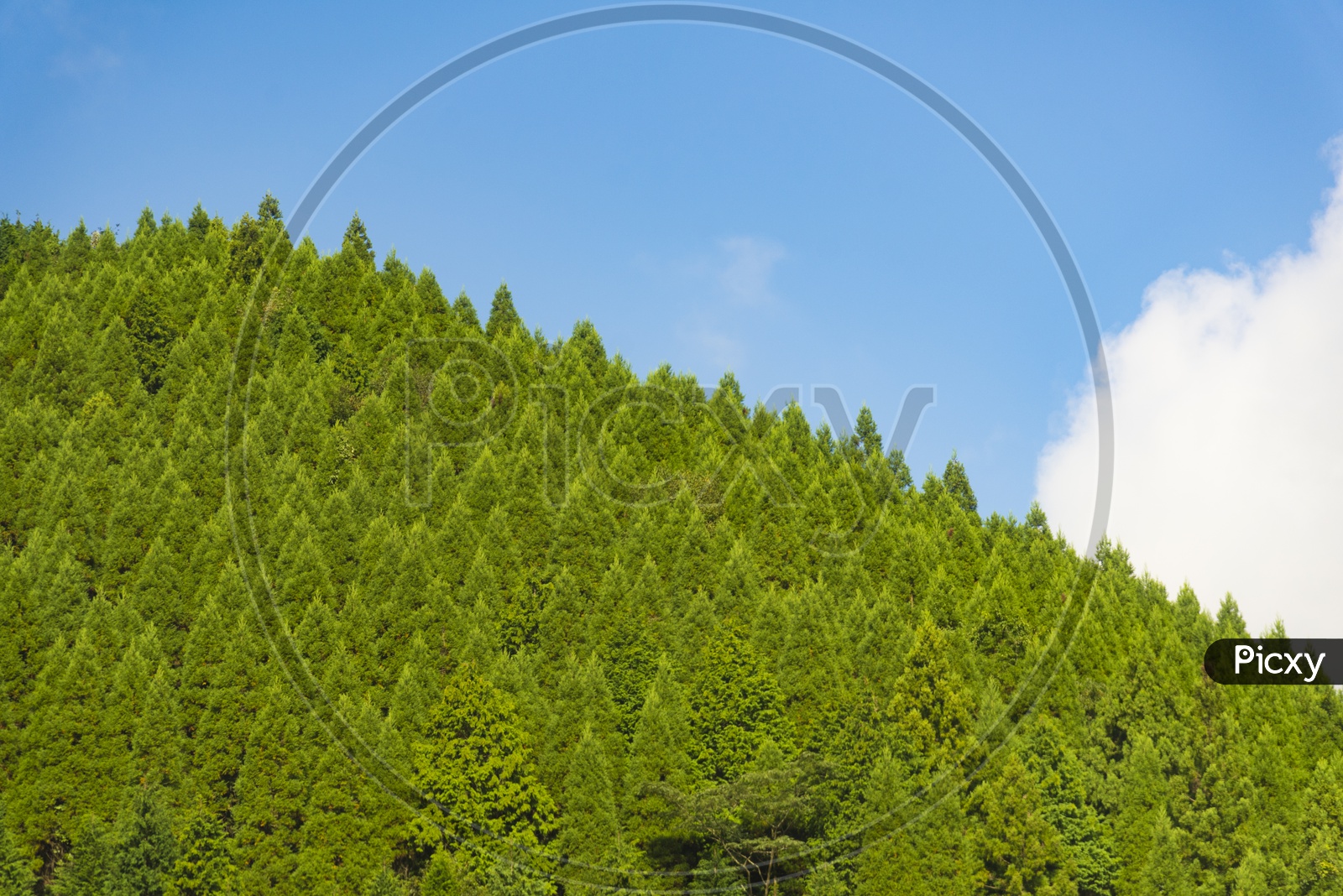 Pine forest with blue sky
