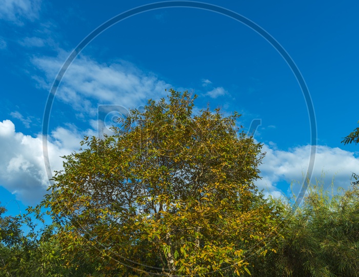 Trees In tropical Forest With Blue Sky Background