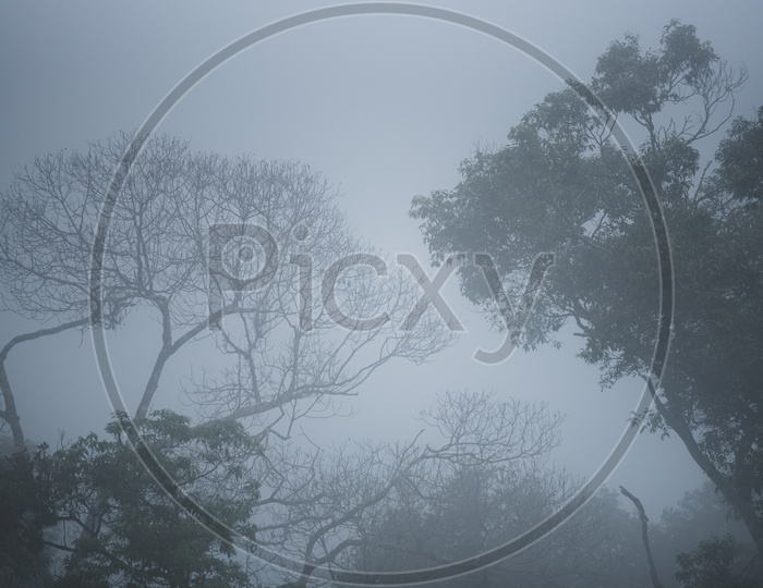 Trees in Forest Covered with Fog at Khao Yai National Park