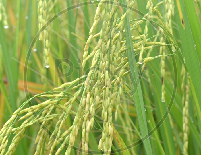 Rice Ears Or Spikelet Closeup In an Paddy Or Rice Agricultural Field Forming a background