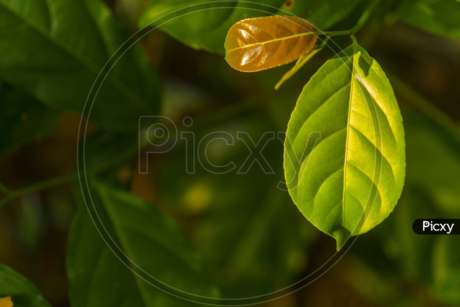 Nature With Plants And leafs