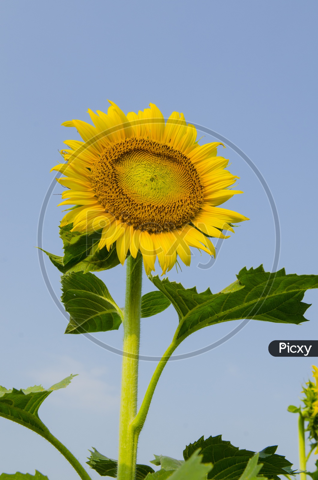 Sunflower Growing in A  Field Closeup