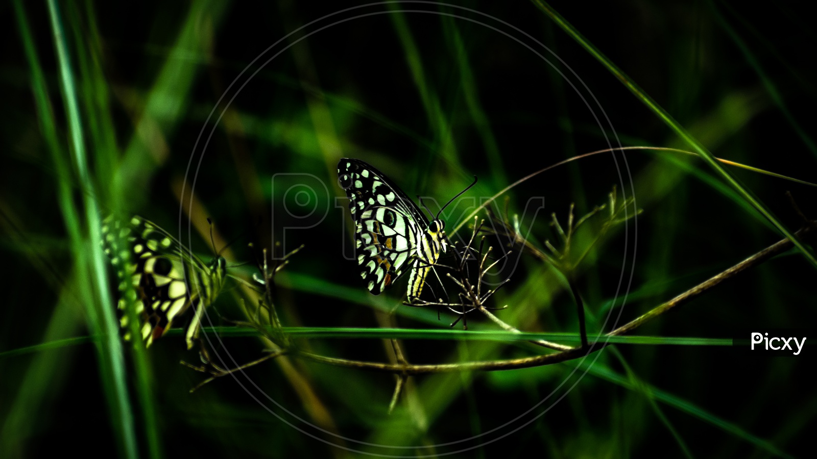 butterflies in a vintage jungle frame.