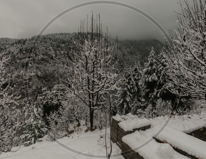 Landscape View With Snow covered tree in himalayas in winters