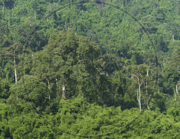 Trees in Khao Yai National Park, Tropical forest, Thailand