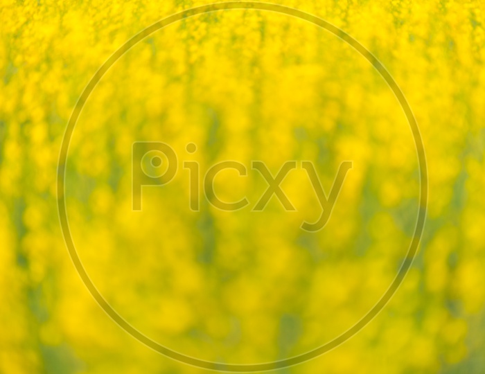 Abstract Bokeh background With Mustard Plants With Yellow Flowers