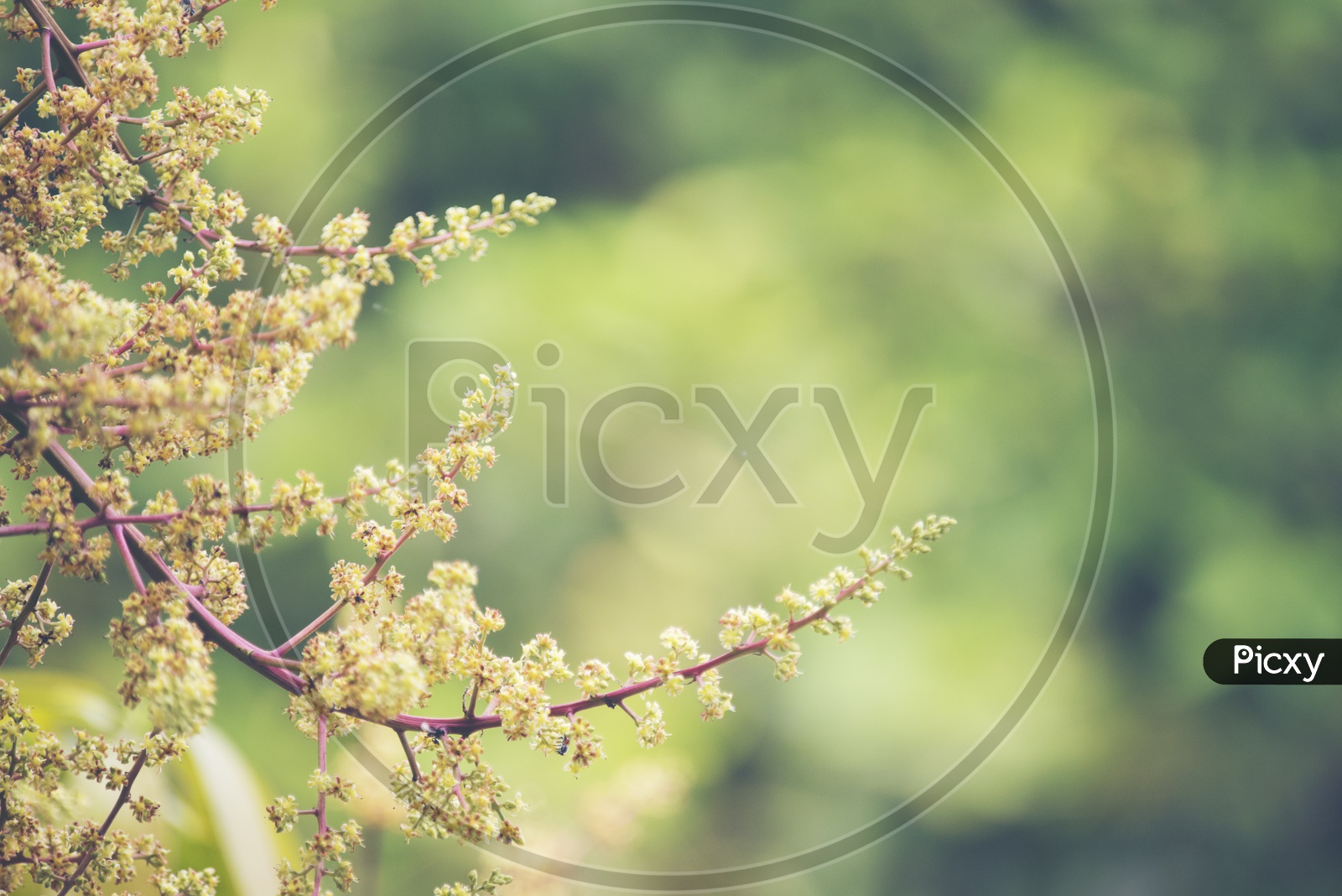 Close-up of Mango flower inflorescence