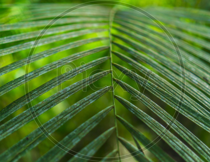Patterns Of A Tree Leaf Filled Background