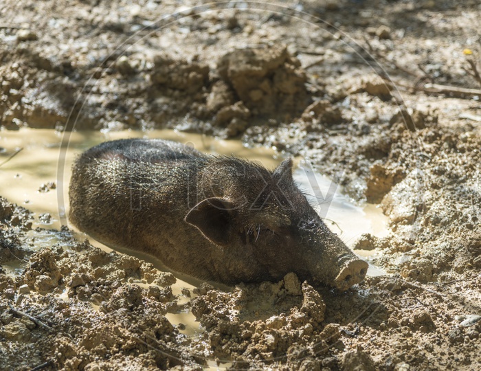 Wild Pig In Mud Pit