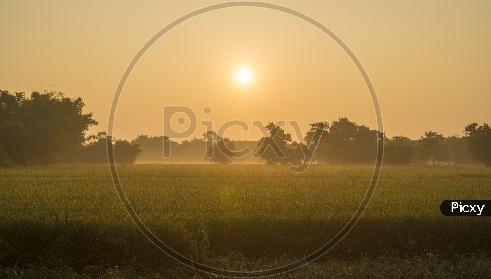Sunrise At a Paddy Or Rice Field