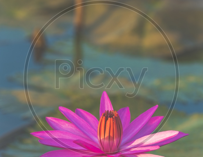 Close up of pink lotus in a pond, vintage filter image