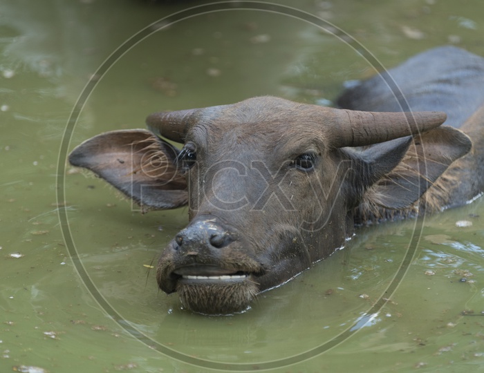 Water buffalo in a lake