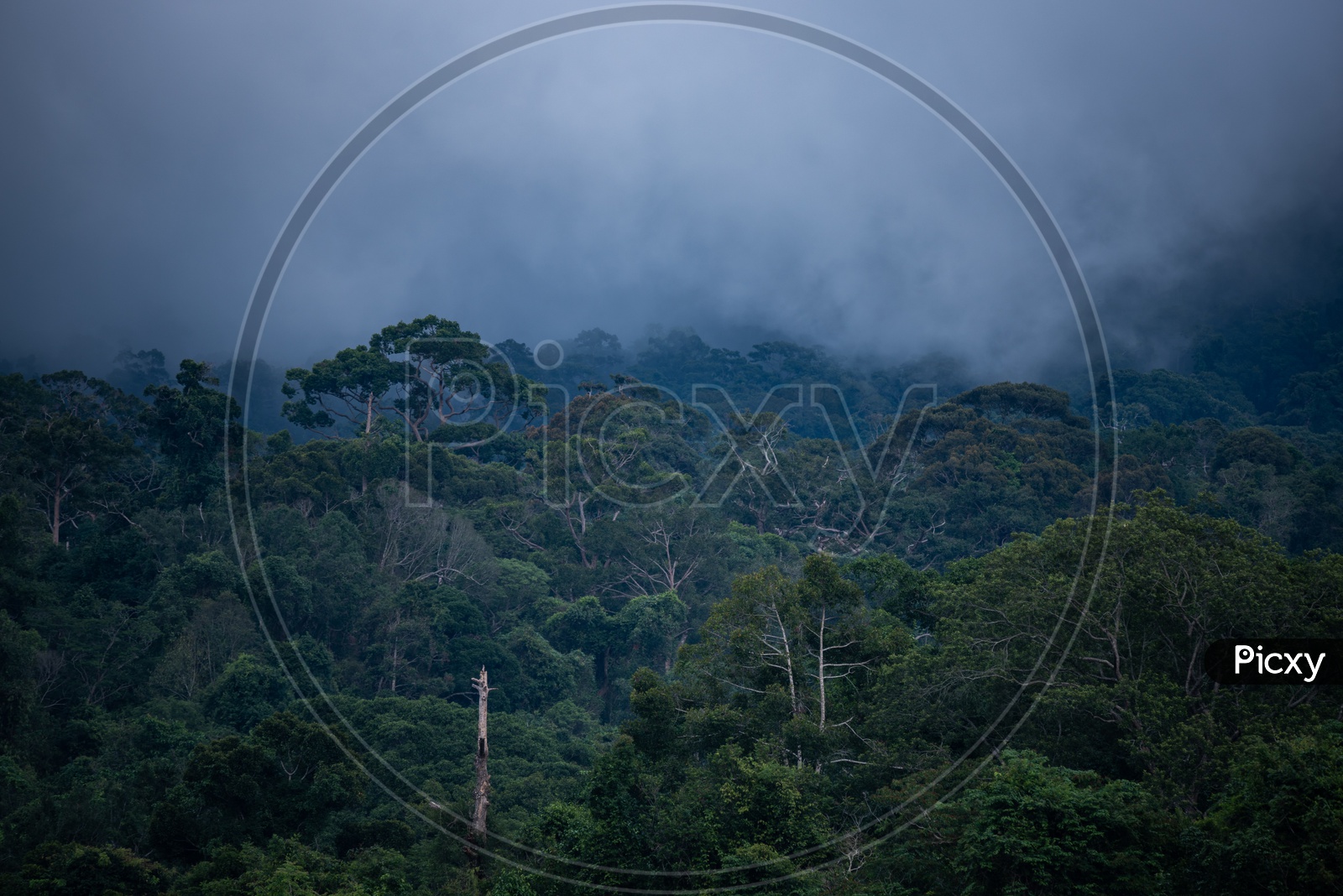 View of Tropical Forest Covered in Fog at Khao Yai National Park