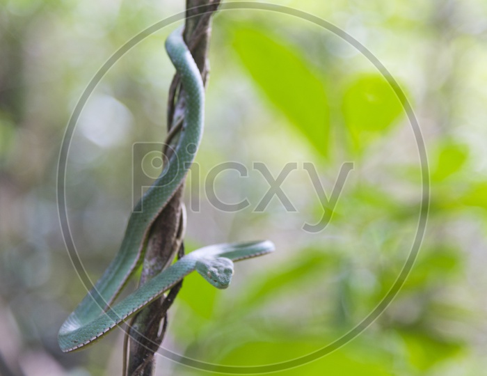 Close up of green mamba snake