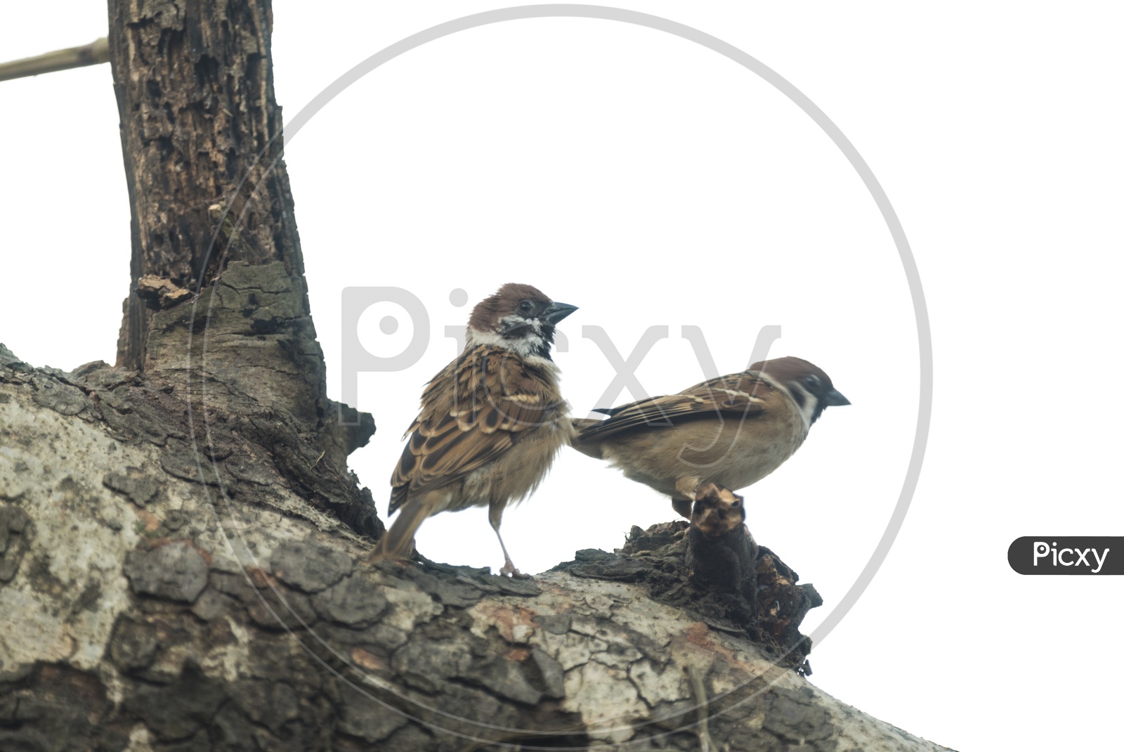 Couple Of Eurasian Tree Sparrow Bird