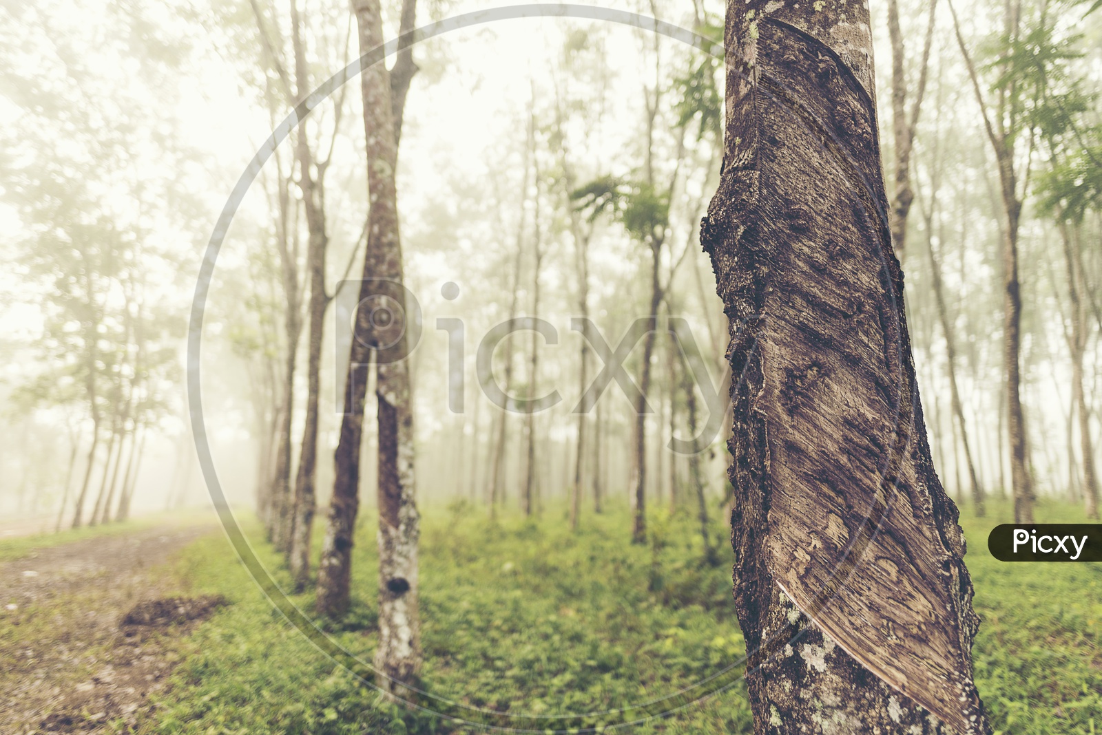 Tropical trees and fog in the forest, vintage filter image