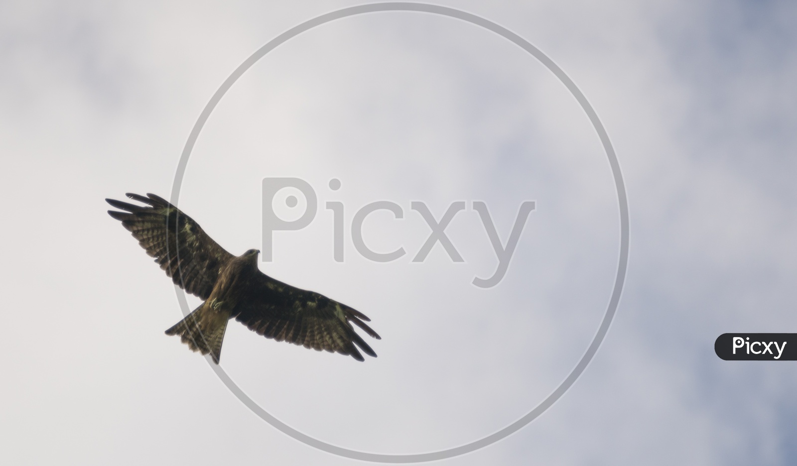 Hawk flying in the sky, Black-eared Kite