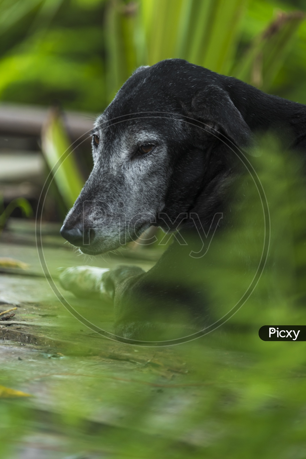Black Dog In Outdoor Nature Backdrop
