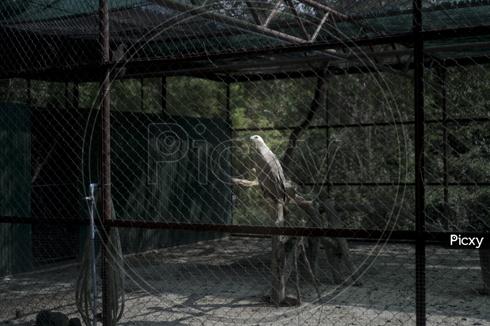 A bird in cage in Hong Kong Zoo