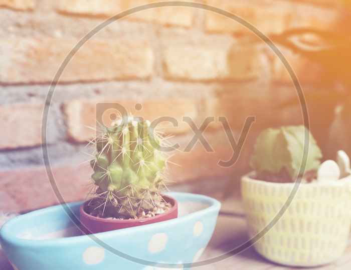 Cactus in a pot on a table in the cafe, vintage filter image