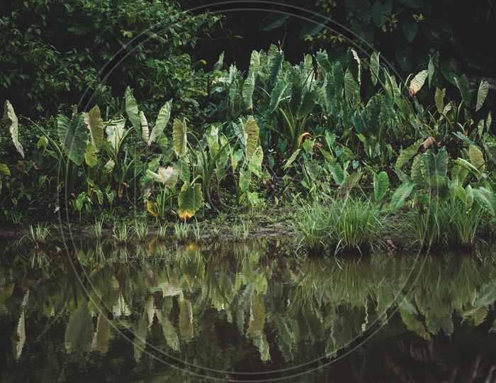 Plants Reflection in Water at Khao Yai National Park