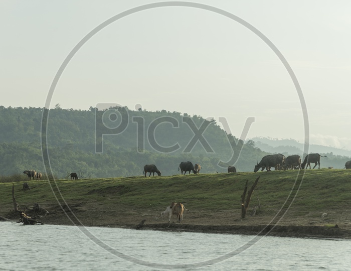 cattle and buffalo Grazing On Meadows At Lake bank
