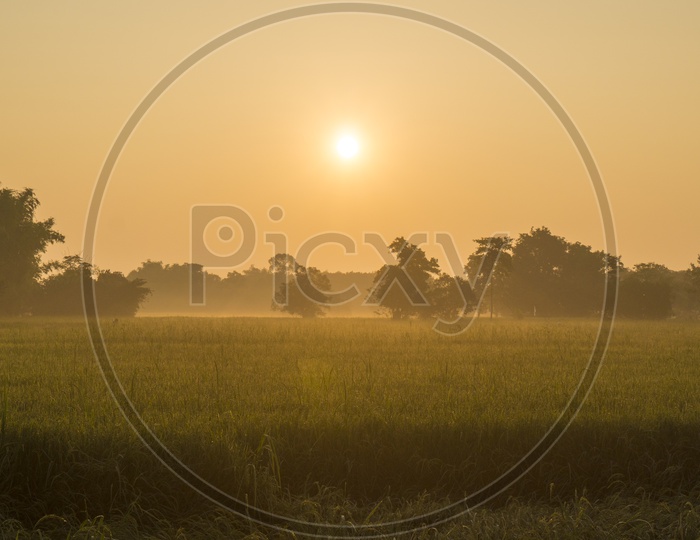 Sunrise At a Paddy Or Rice Field