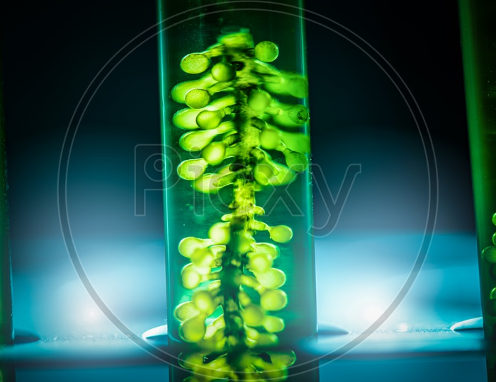 Closeup of Algae in test-tube