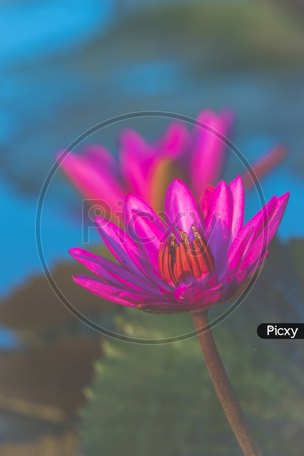 Tropical lake with pink lotus flower close up in the pond, vintage filter image