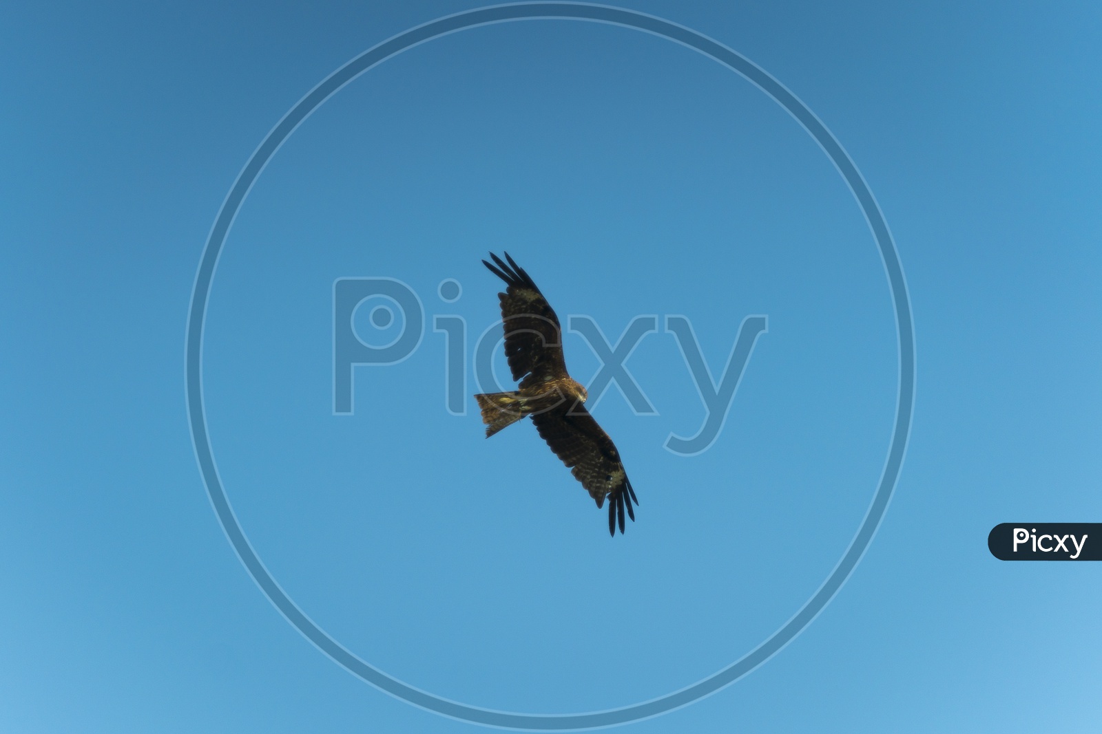 hawk or Eagle Flying over a Blue Sky Background