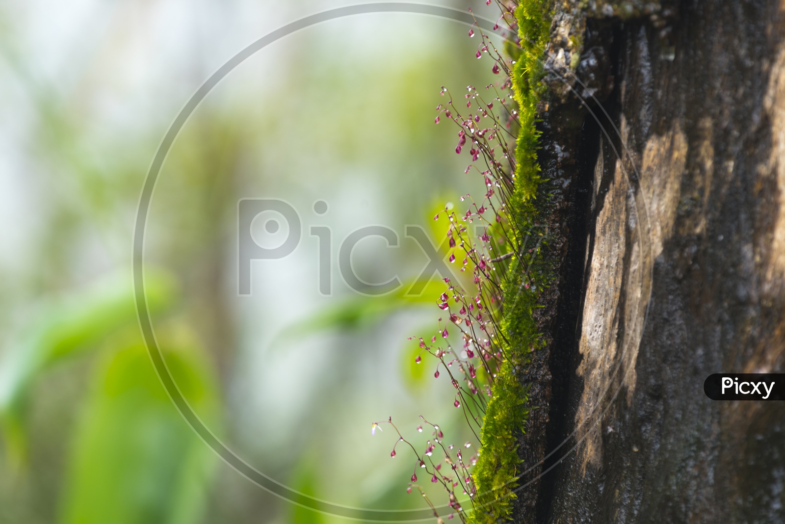 Close up of dew drops on a tree trunk in tropical forest