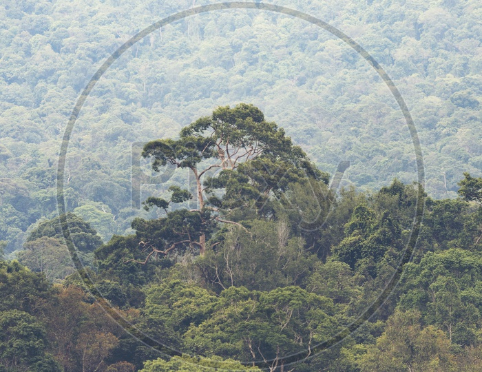 Aerial View Of  Tropical Forest With Dense Trees Khao Yai National Park, Thailand