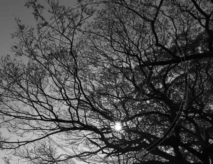 Tree Branches Canopy Filled Background  Over Sky