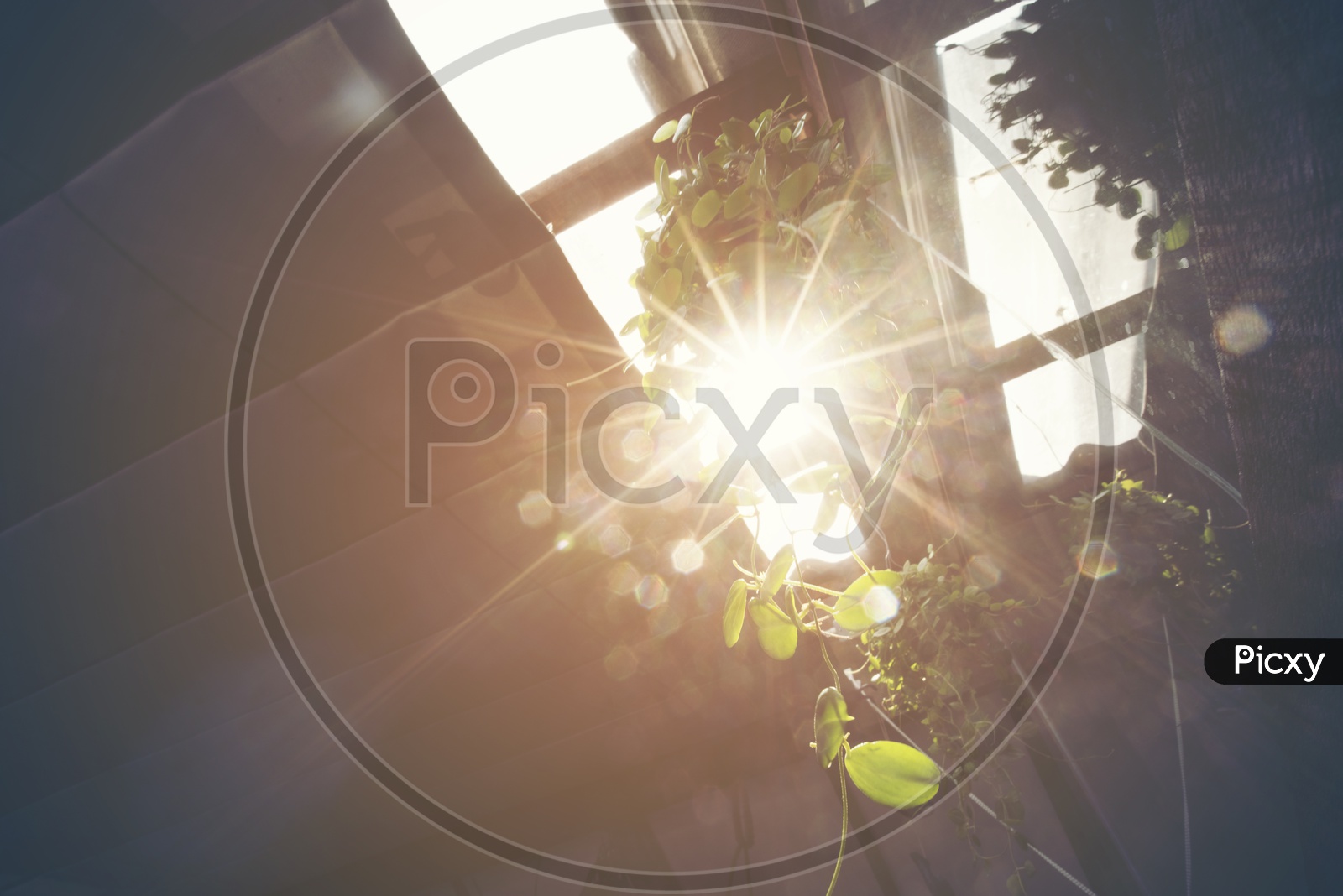 Sunrays through a plant - abstract nature sunset, vintage filter image