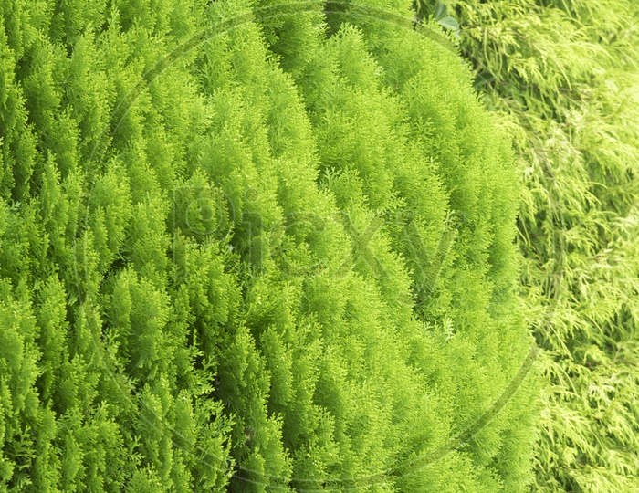 Pine leaves textures closeup