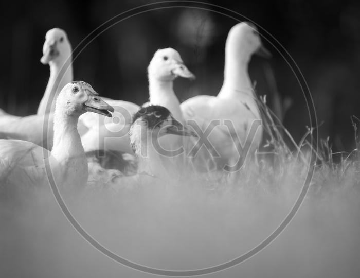 Close up of ducks in farm, Thailand - Monochrome