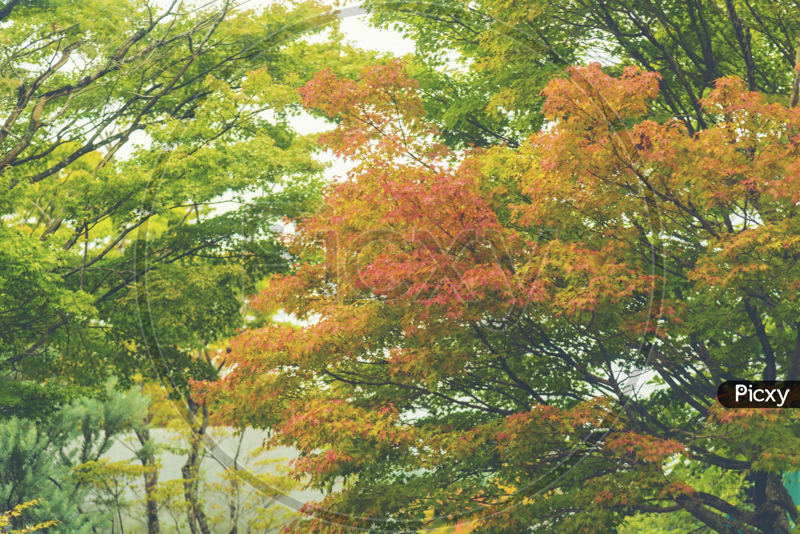 Red and Orange leaves of trees in Japan Forest