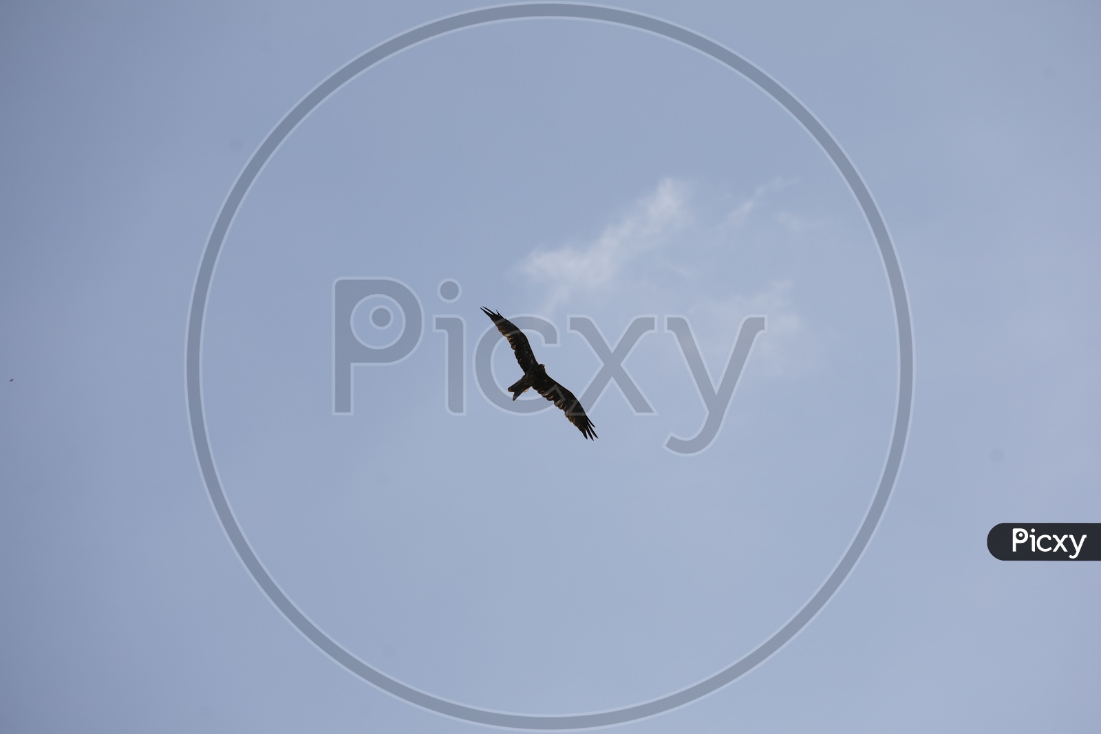 A Bird in flight with clear sky