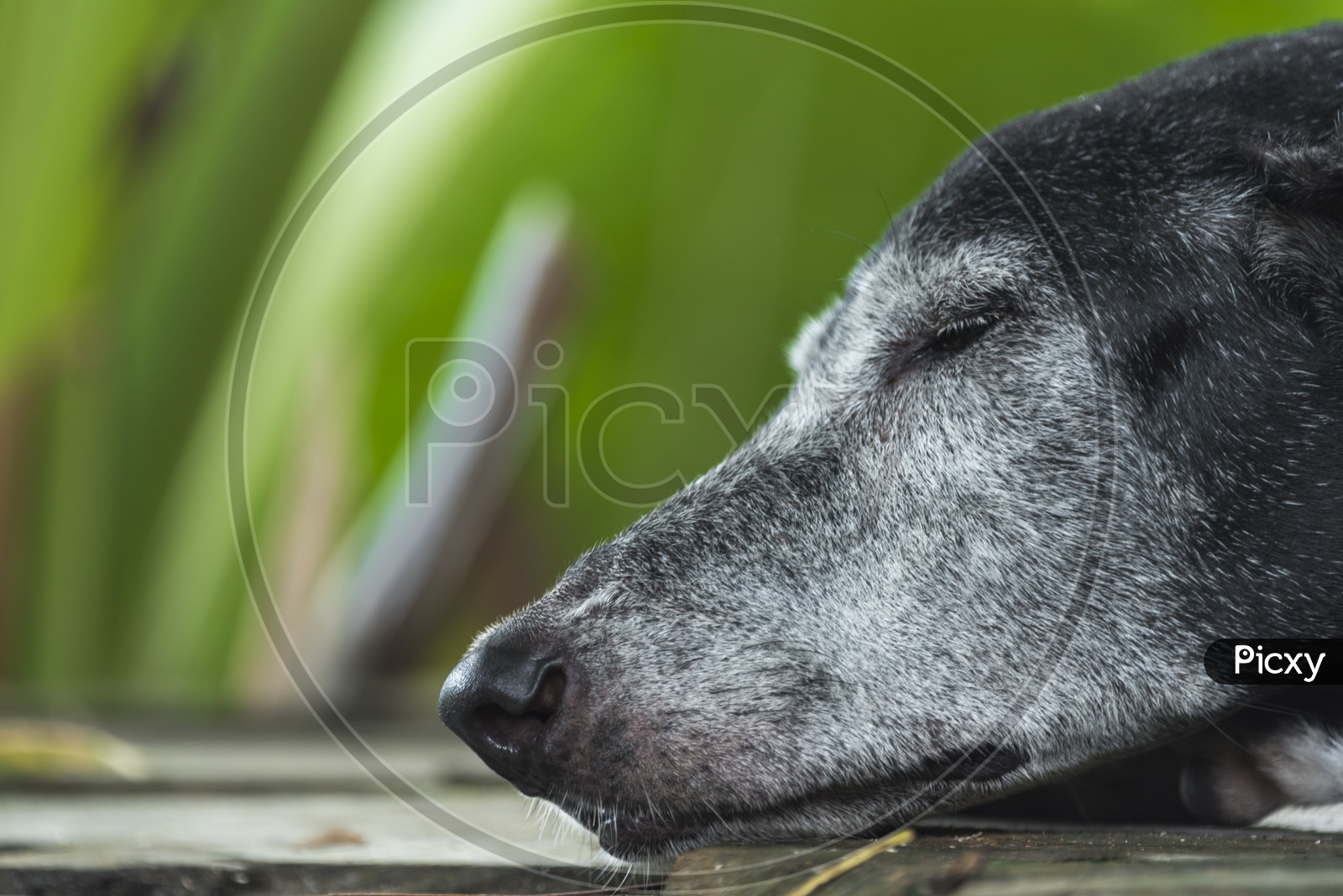 Sleepy Black Dog In Outdoor Nature Backdrop